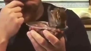 花栗鼠:可急死本鼠了